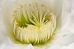Close-up of an Echinopsis spachiana flower, showing both carpels (only the styles and stigmas are visible) and stamens, making it a complete flower.